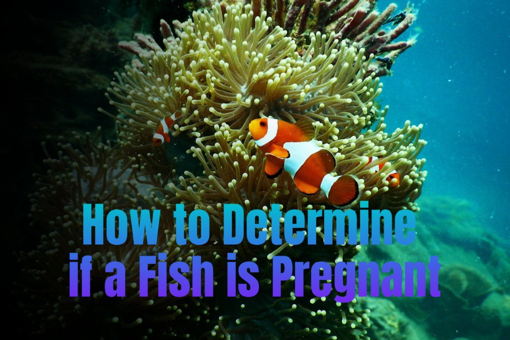 How to Determine if a Fish is Pregnant