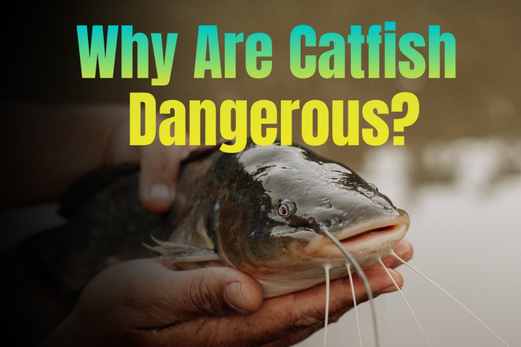 Why Are Catfish Dangerous