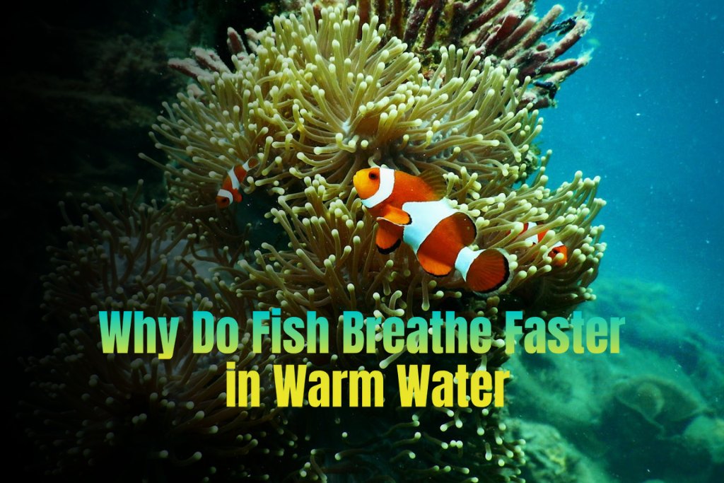 Why Do Fish Breathe Faster in Warm Water