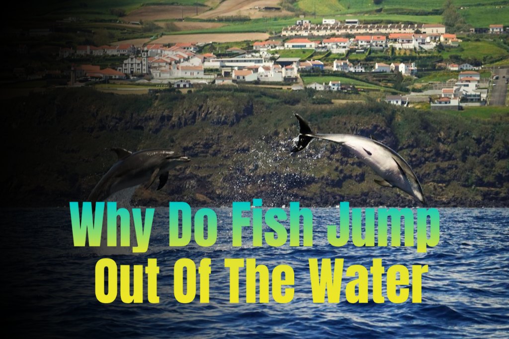 Why Do Fish Jump Out Of The Water