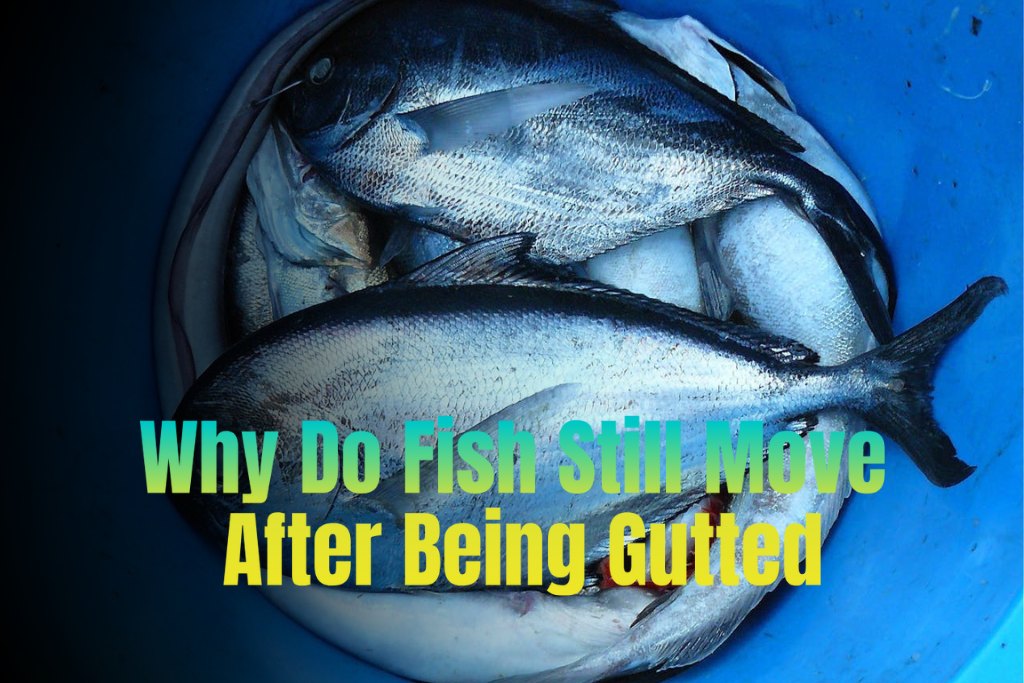 Why Do Fish Still Move After Being Gutted